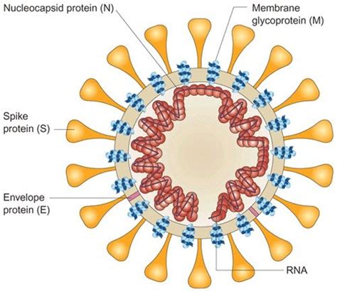 chanel e coronavirus|Atomic structure of the open SARS.